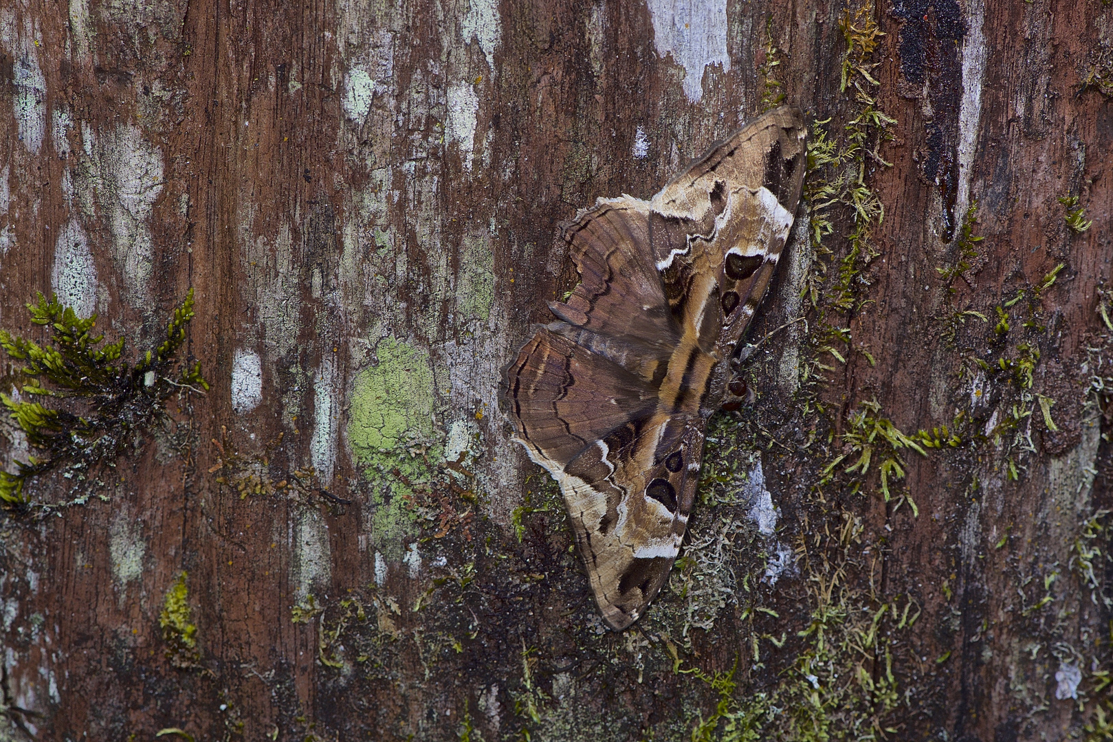 Faszination Regenwald! Nachtfalter sp. mit Tarnungspracht aus dem Bergregenwald von Peru