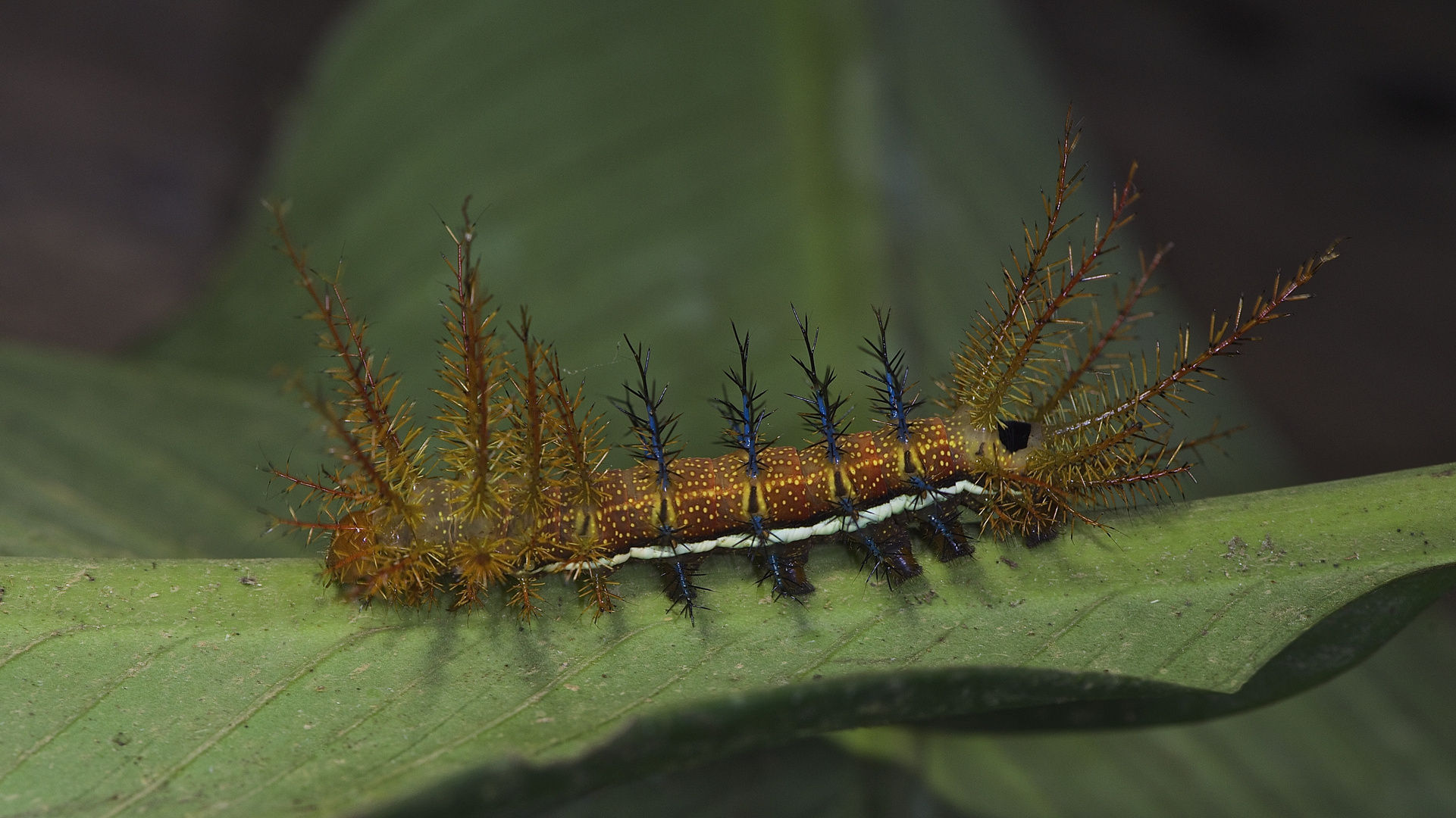 Faszination Regenwald Nachtfalterraupe sp Yasuni-Nationalpark Ecuador 2014