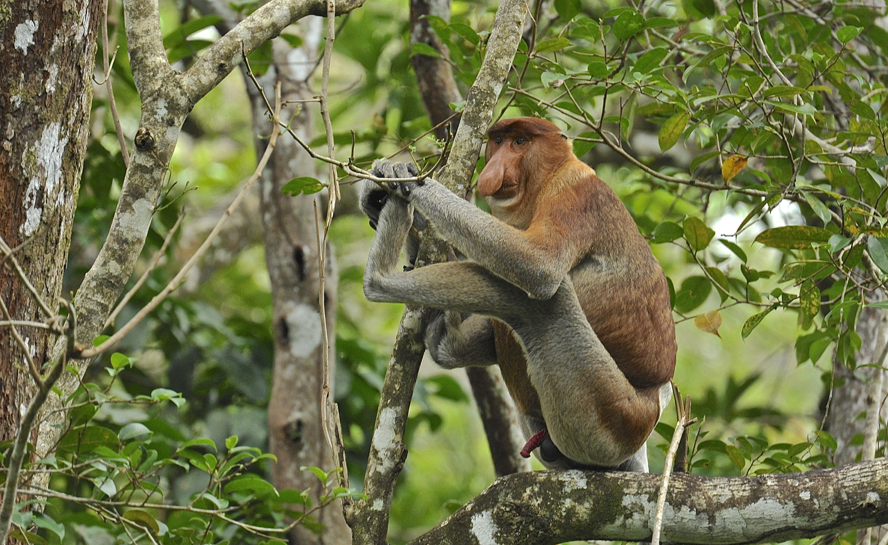 Faszination Regenwald! Nasenaffe,Nasalis larvatus,Männchen, Bako-Nationalpark Borneo