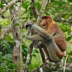 Faszination Regenwald! Nasenaffe,Nasalis larvatus,Männchen, Bako-Nationalpark Borneo