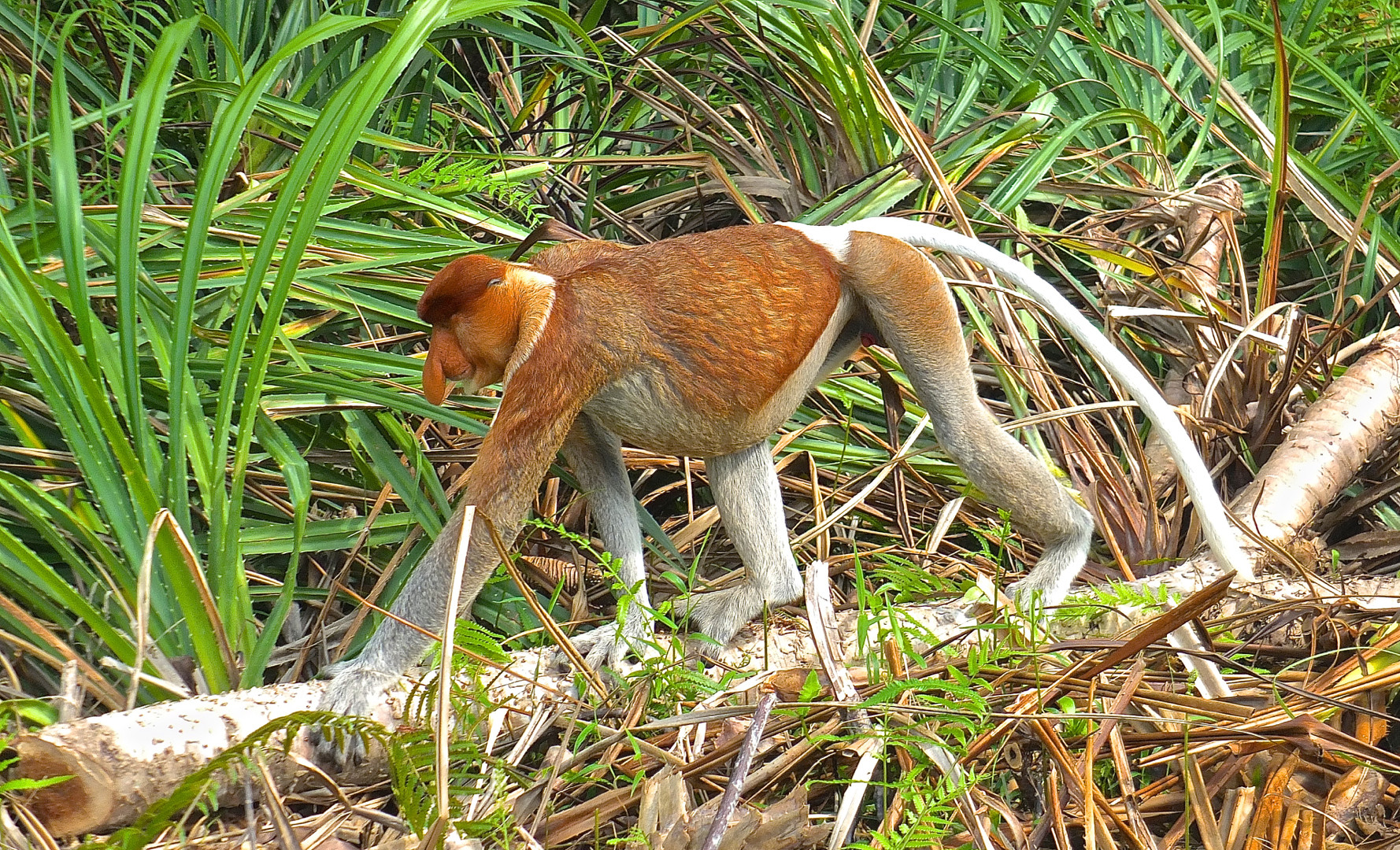 Faszination Regenwald! Nasenaffe,Nasalis larvatus,Männchen, Bako-Nationalpark Borneo