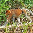 Faszination Regenwald! Nasenaffe,Nasalis larvatus,Männchen, Bako-Nationalpark Borneo