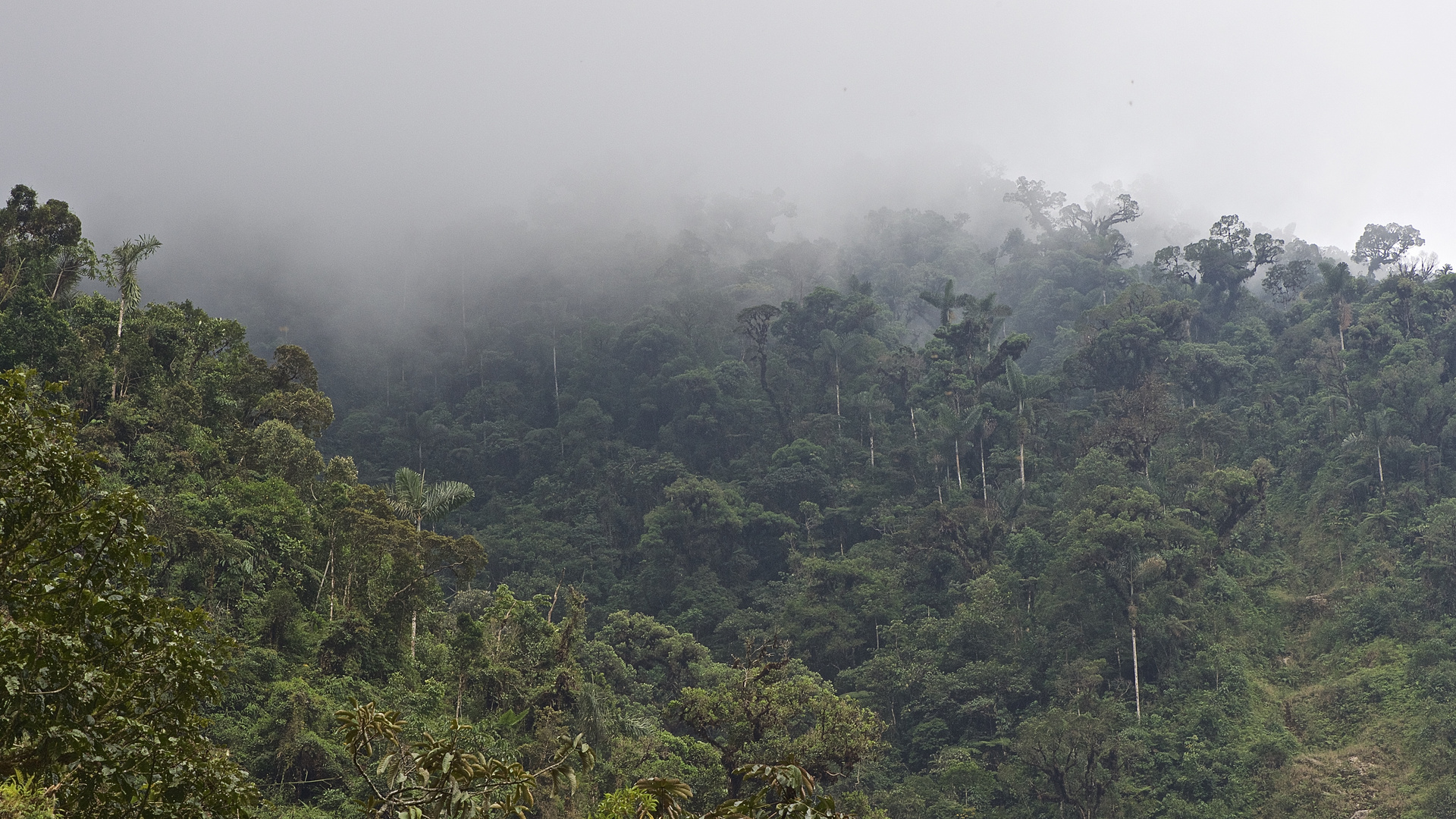 Faszination Regenwald! Nebelwald Im Manu-Nationalpark in Peru