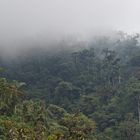 Faszination Regenwald! Nebelwald Im Manu-Nationalpark in Peru