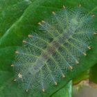 Faszination Regenwald !  Nymphalidae, Raupe von  Lexias sp, Santubong Borneo