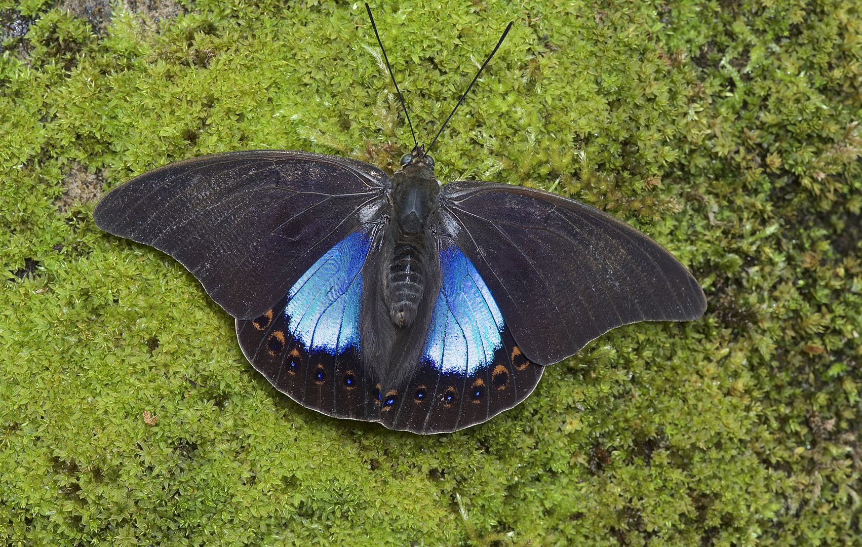 Faszination Regenwald! Nymphalidae sp. aus dem Bergregenwald von Peru