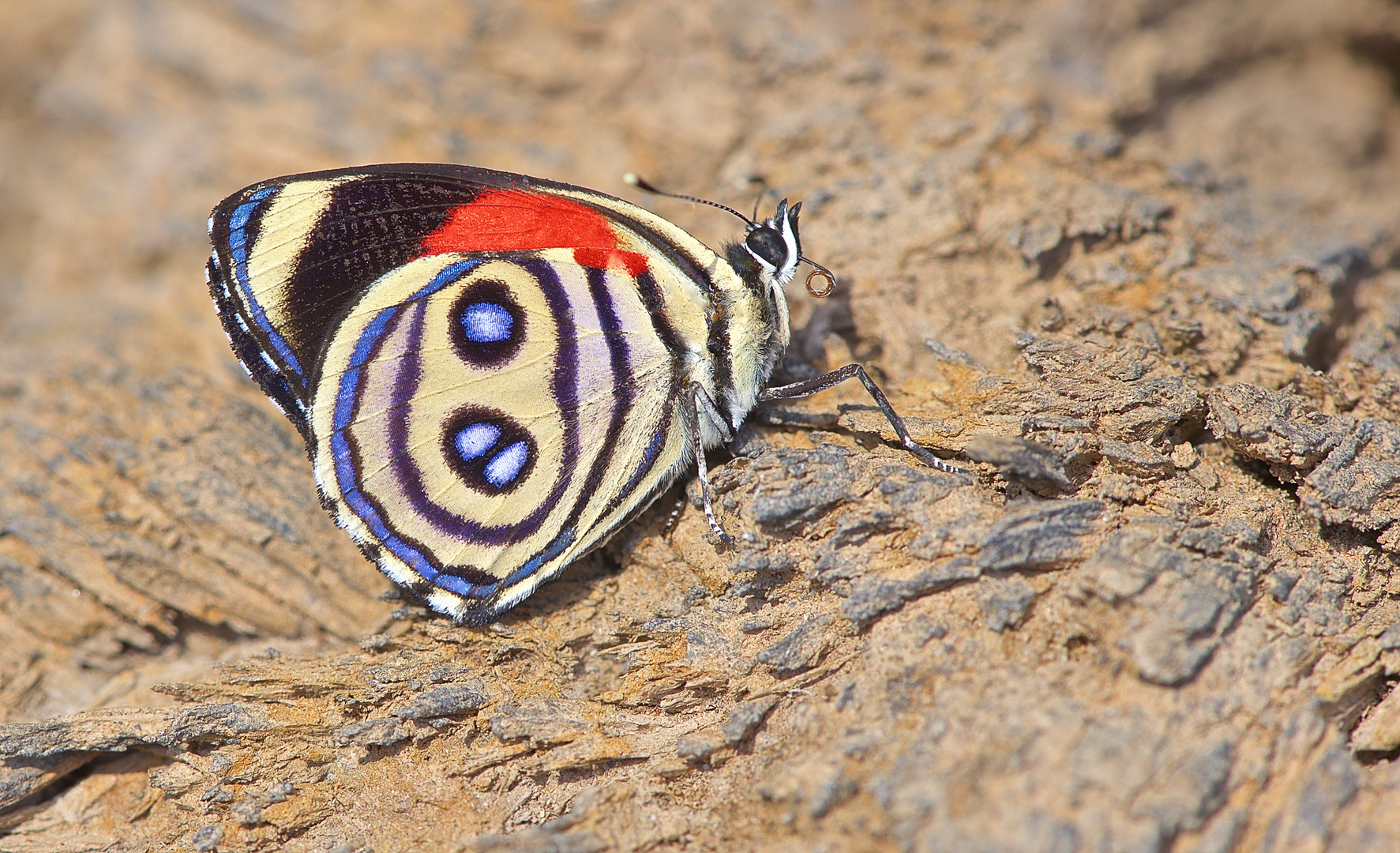 Faszination Regenwald! Nymphalidae sp. aus dem Tieflandregenwald von Peru