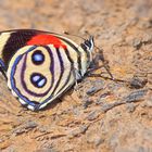 Faszination Regenwald! Nymphalidae sp. aus dem Tieflandregenwald von Peru