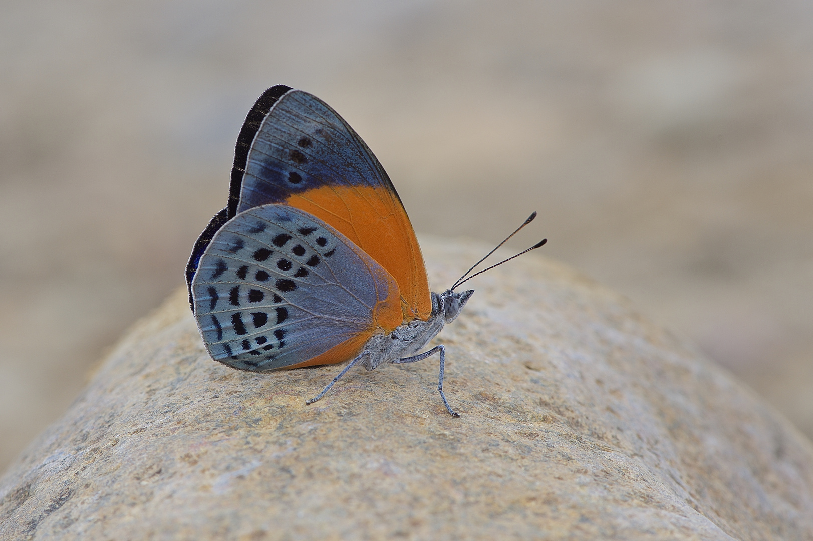 Faszination Regenwald! Nymphalidae,Asterope markii davisi, Peru