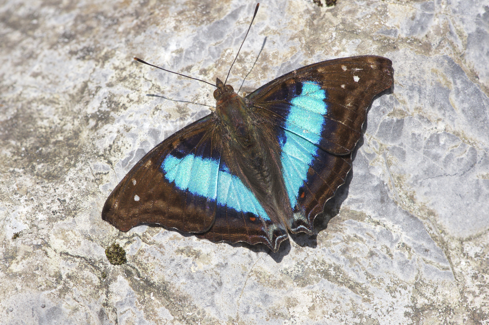 Faszination Regenwald! Nymphalidae,Doxocopa laurentia  cherubina