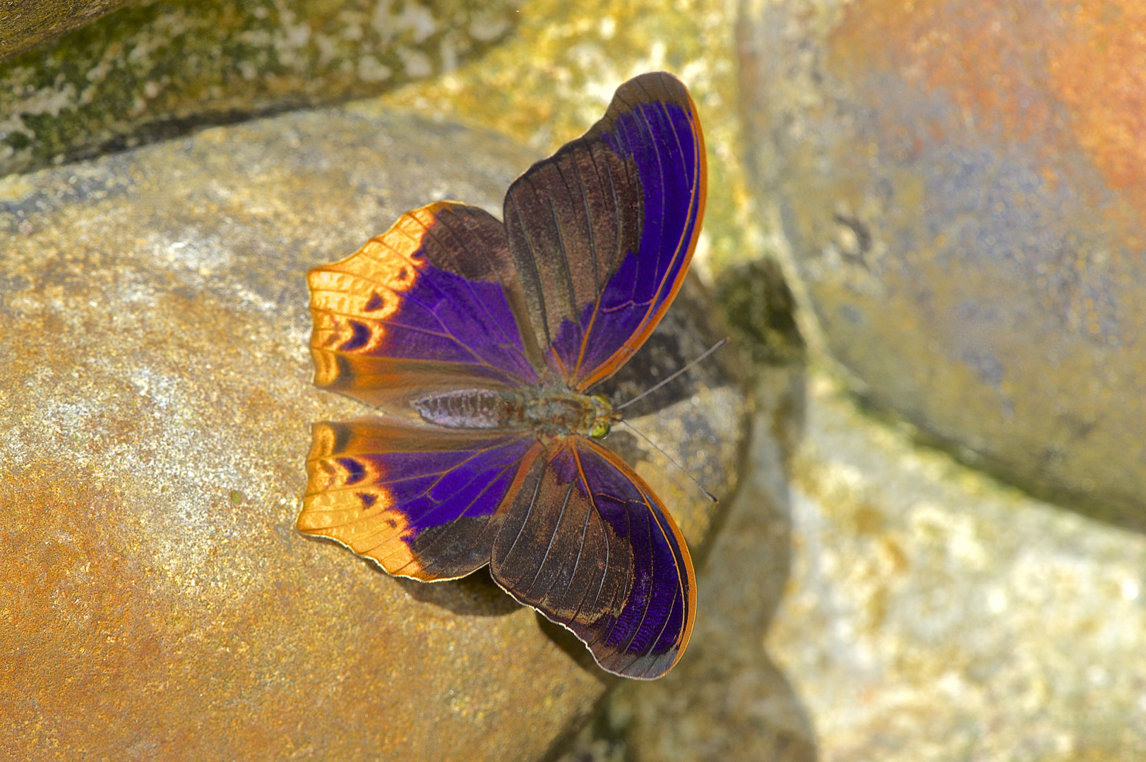 Faszination Regenwald ! Nymphalidae,Terinos clarissa malayana,Borneo März 2016