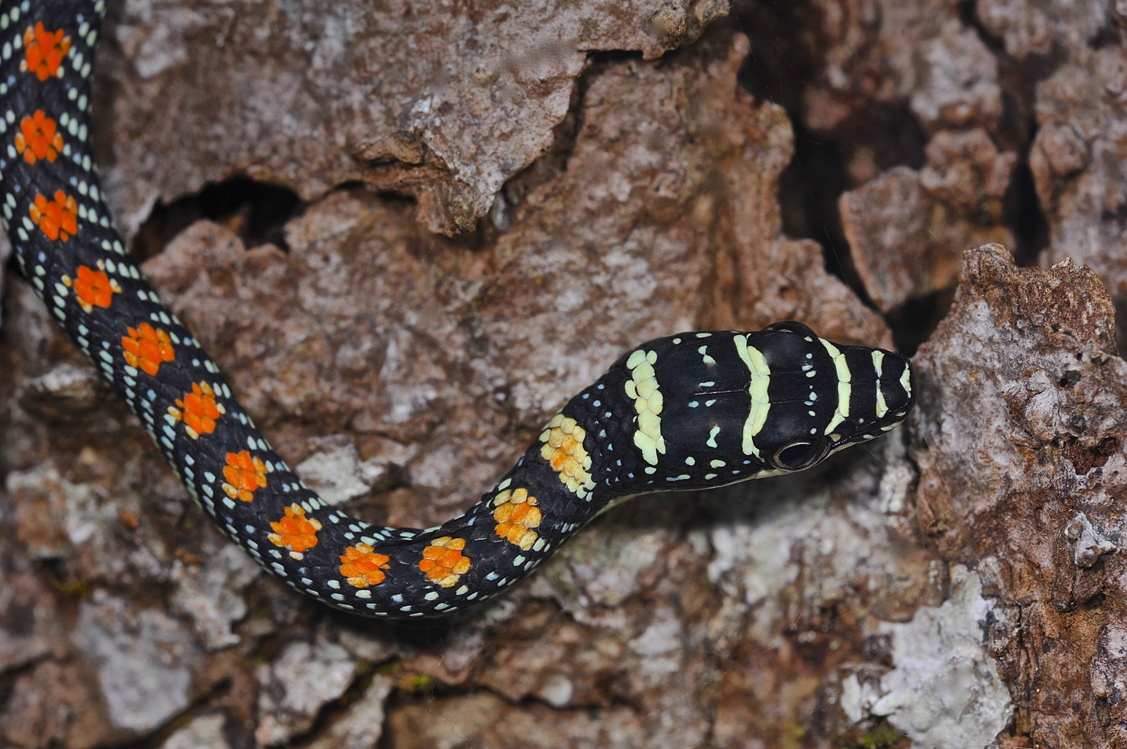 Faszination Regenwald ! Paradise Flying Snake, Chrysopelea paradisi, Santubong , Borneo