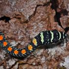 Faszination Regenwald ! Paradise Flying Snake, Chrysopelea paradisi, Santubong , Borneo