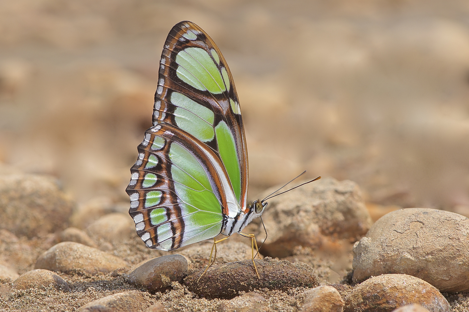 Faszination Regenwald, Philaethria dido, Tambopata,Peru