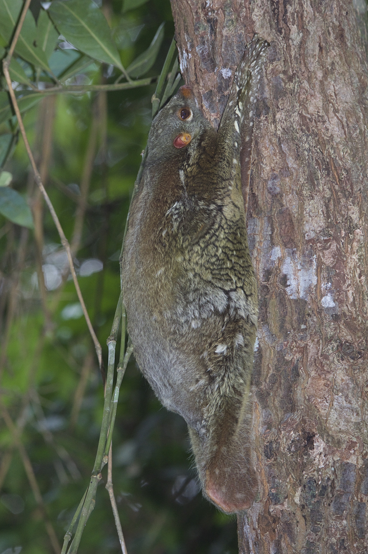 Faszination Regenwald! Riesengleiter,Colugo,Galeopterius variegatus,  Santubong Borneo