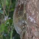 Faszination Regenwald! Riesengleiter,Colugo,Galeopterius variegatus,  Santubong Borneo