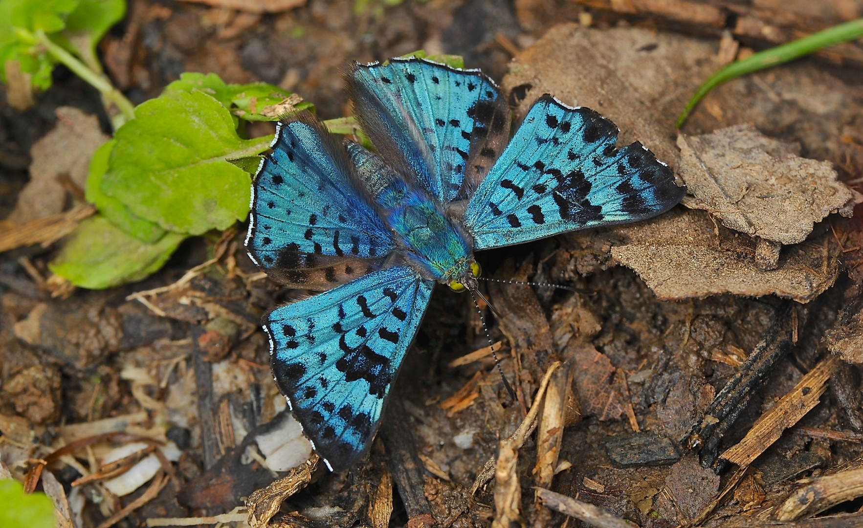 Faszination Regenwald ! Riodinidae, Lassala agesilas, Cuyabeno-Nationalpark Ecuador