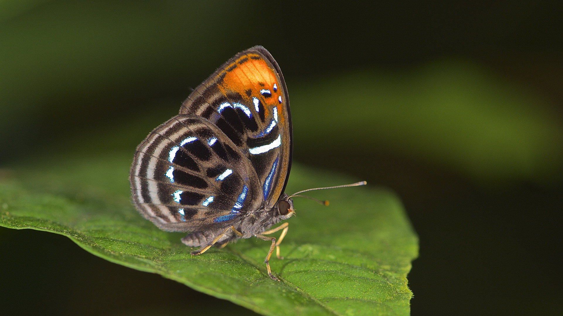 Faszination Regenwald! Riodinidae, Laxita teneta Männchen - Borneo 2015