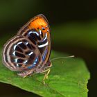 Faszination Regenwald! Riodinidae, Laxita teneta Männchen - Borneo 2015