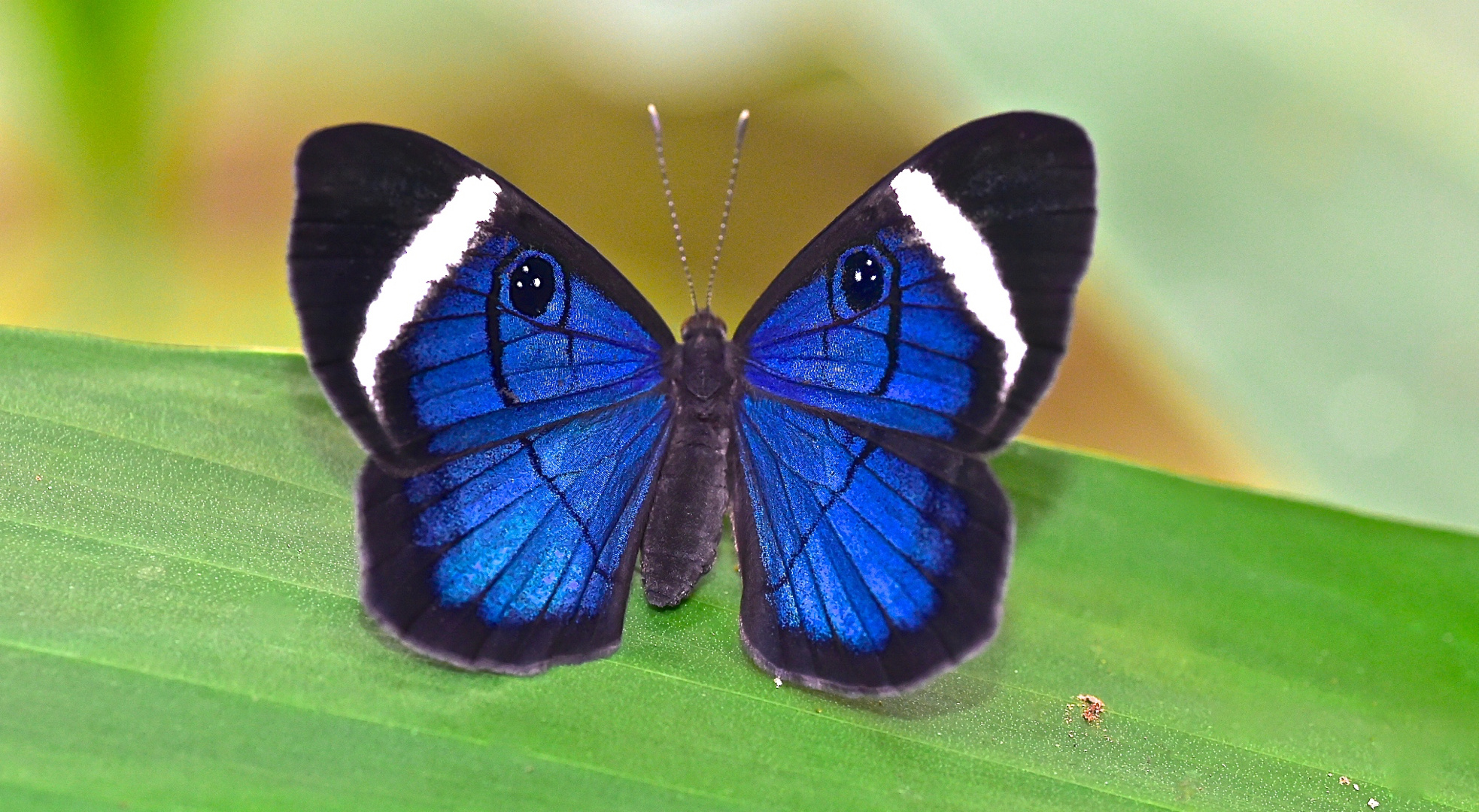 Faszination Regenwald ! Riodinidae, Mesosemia loruhama, Yashuni-Nationalpark Ecuador