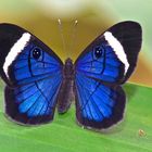 Faszination Regenwald ! Riodinidae, Mesosemia loruhama, Yashuni-Nationalpark Ecuador