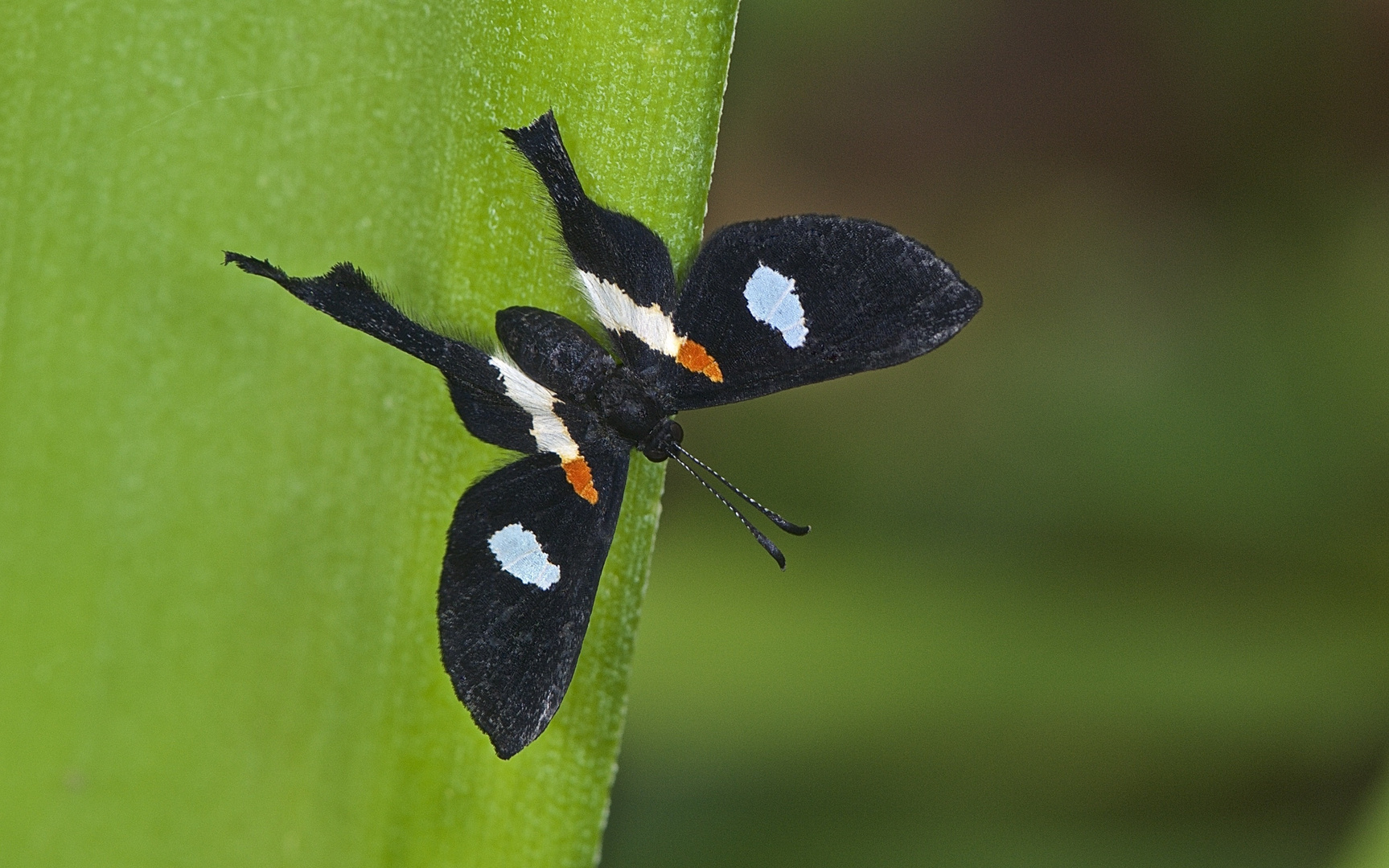 Faszination Regenwald! Riodinidae, Pretus preta, Bolivien 2015