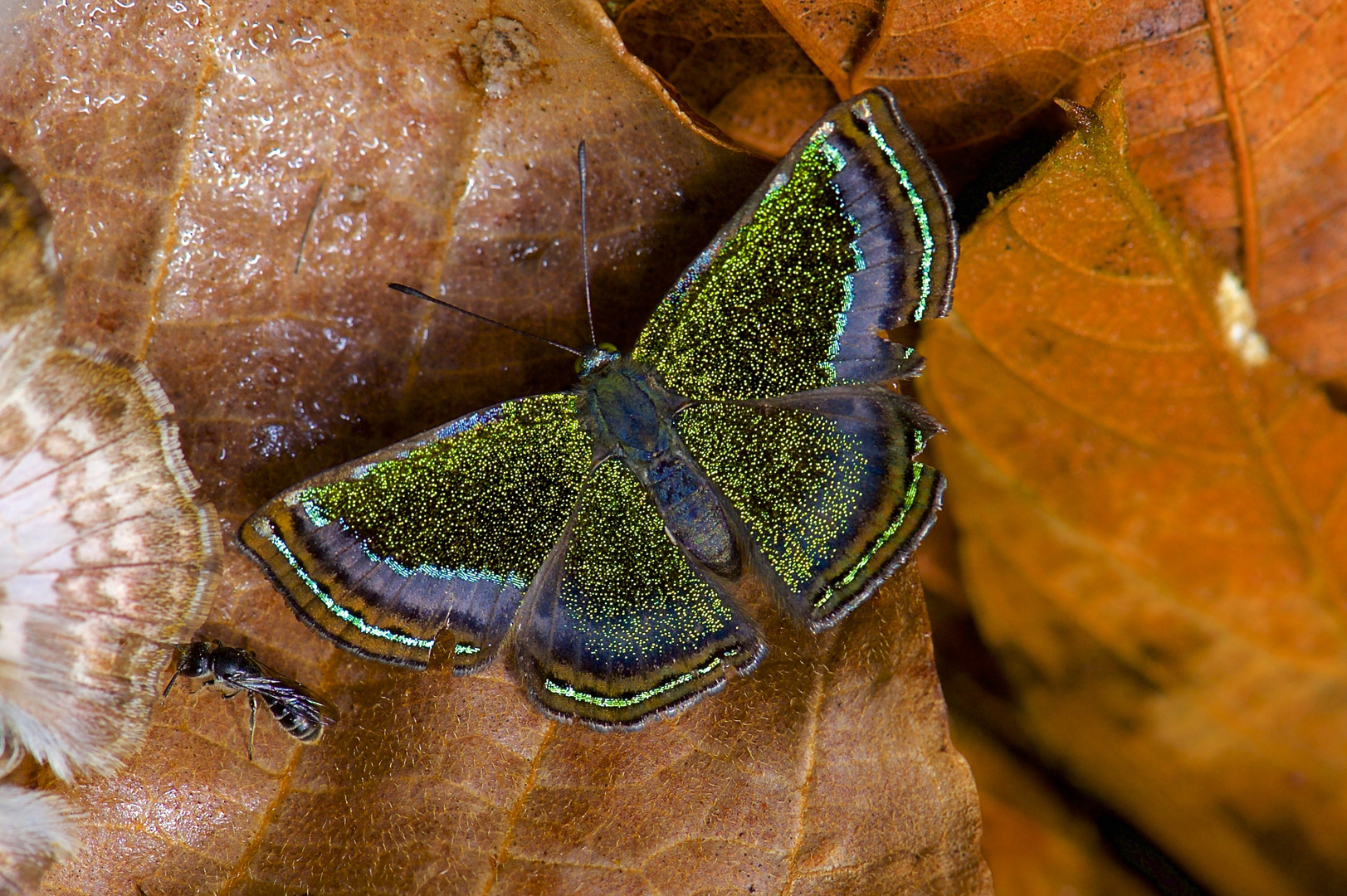 Faszination Regenwald! Riodinidae sp. aus dem Bergregenwald von Peru