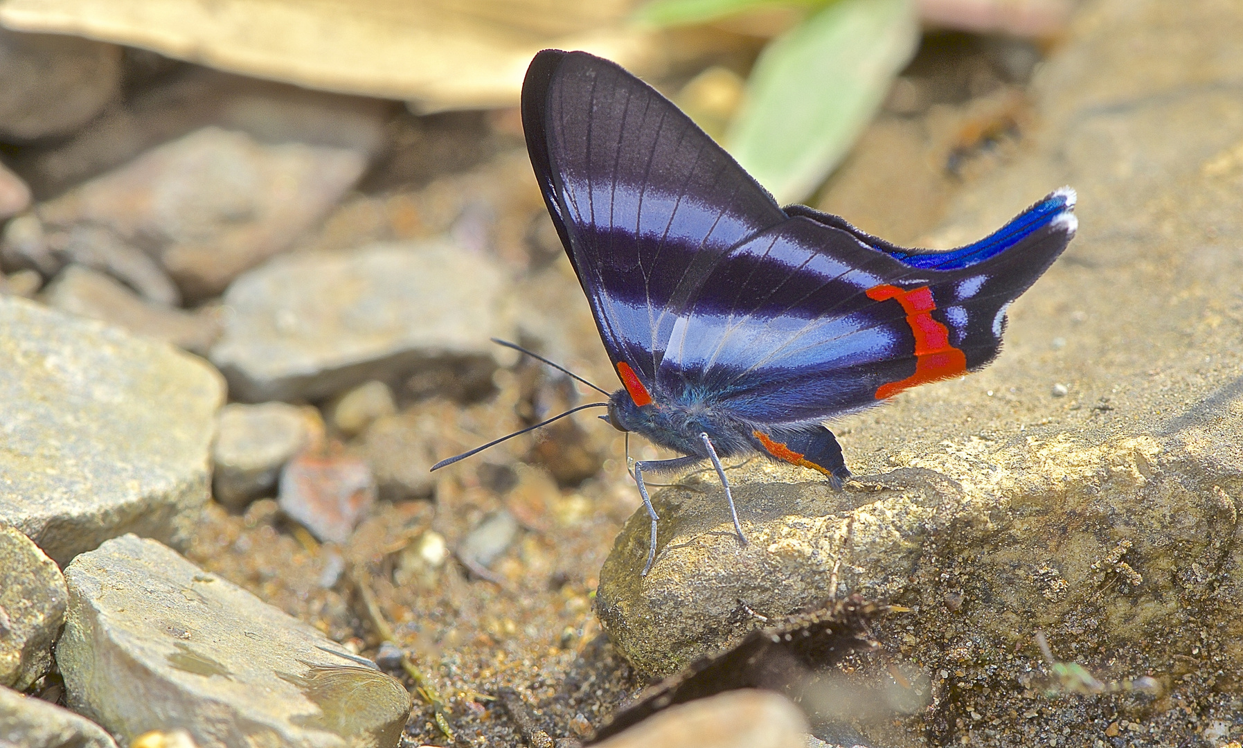 Faszination Regenwald! Riodinidae sp. aus dem Nebelwald von Peru