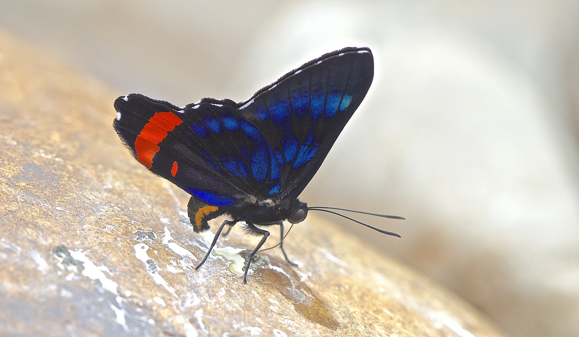 Faszination Regenwald ! Riodinidae,Ancyluris sp. Madidi-Nationalpark Bolivien 2015