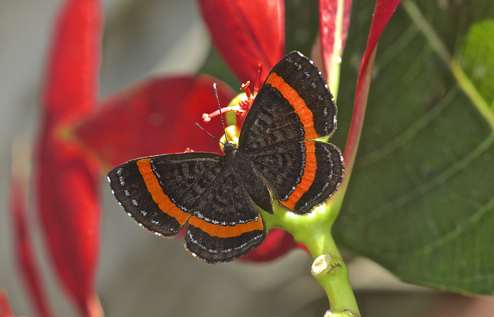 Faszination Regenwald ! Riodinidae,Crocozona coecias, Villa Tunari Bolivien