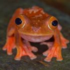 Faszination Regenwald ! Roter Flugfrosch aus Borneo