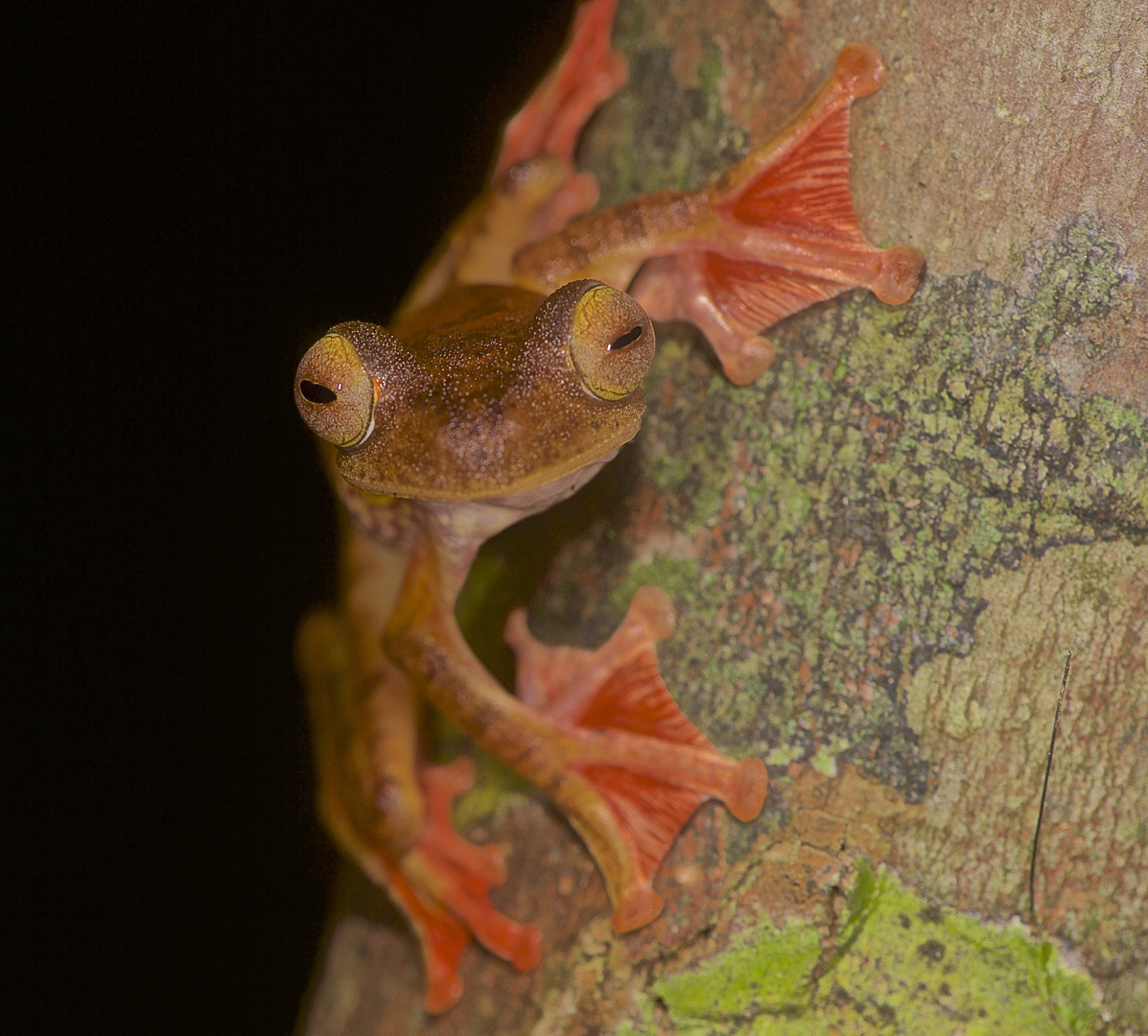 Faszination Regenwald ! Roter Flugfrosch, Rhacophorus pardalis, Borneo März 2016