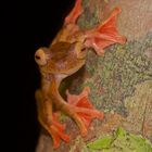 Faszination Regenwald ! Roter Flugfrosch, Rhacophorus pardalis, Borneo März 2016