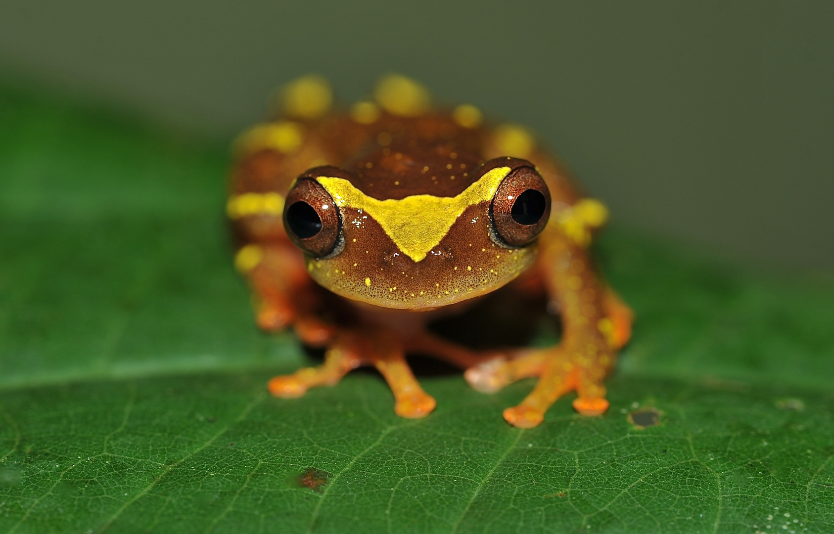 Faszination Regenwald! Sarayacu Laubfrosch, Dendropsophus sarayacuensis, Yashuni-Reserve Ecuador