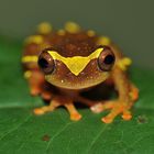 Faszination Regenwald! Sarayacu Laubfrosch, Dendropsophus sarayacuensis, Yashuni-Reserve Ecuador