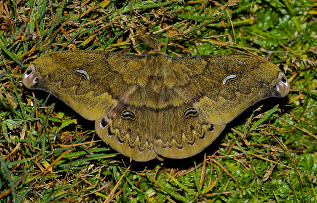 Faszination Regenwald!  Saturniidae, Copaxa orientalis,  Ecuador