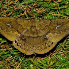 Faszination Regenwald!  Saturniidae, Copaxa orientalis,  Ecuador