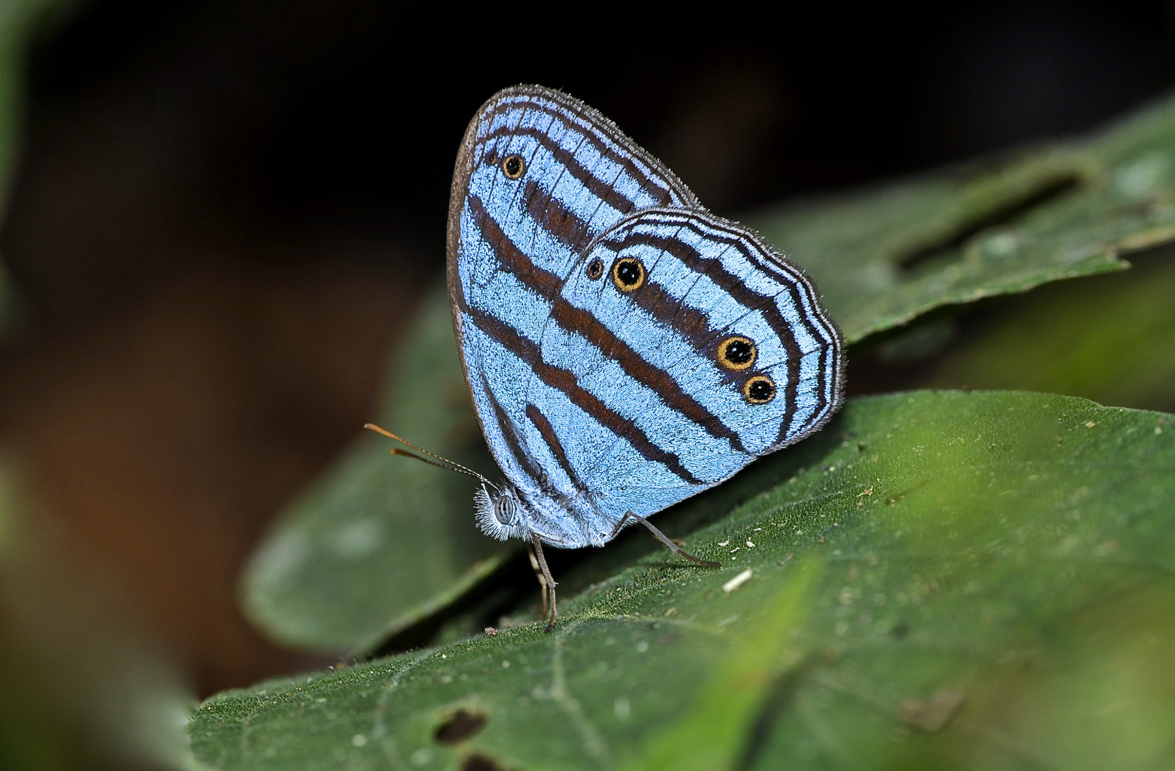 Faszination Regenwald! Satyrini,Cepheuptychia cephus cephus, Yashuni-Nationalpark Ecuador