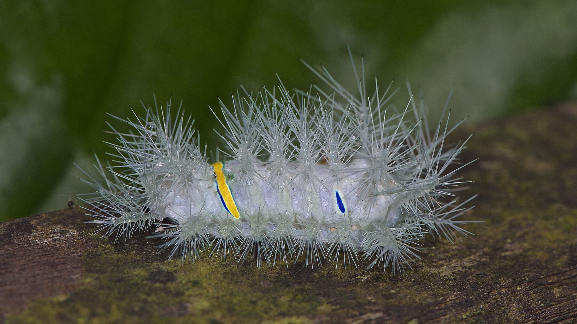 Faszination Regenwald ! Schneckenspinner-Raupe Limacodidae  Borneo 2015