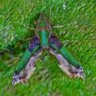 Faszination Regenwald ! Schwärmer, Sphingidae sp, Santubong Borneo