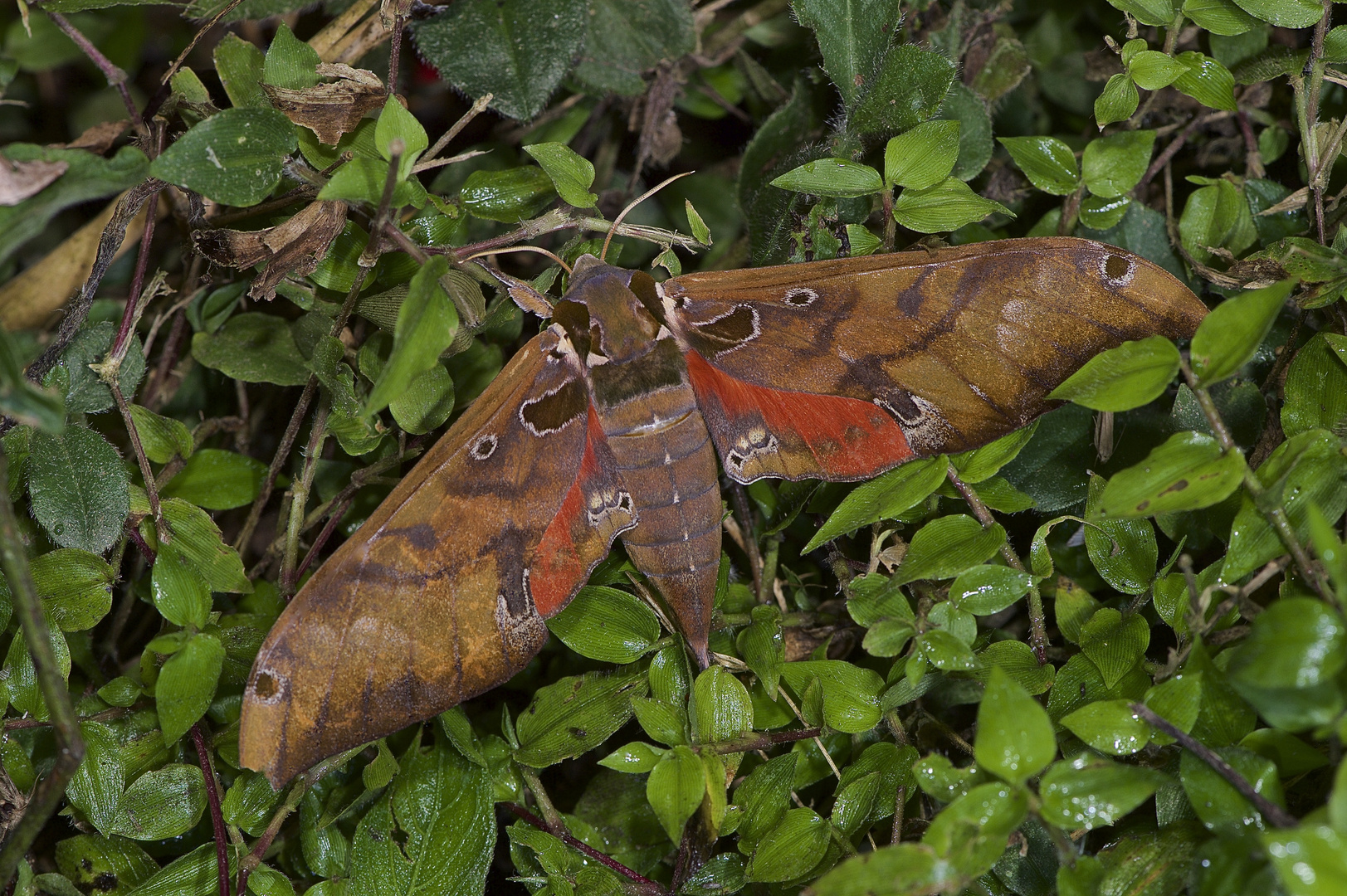 Faszination Regenwald! Schwärmer,Sphingidae sp. aus dem Nebelwald von Peru