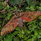 Faszination Regenwald! Schwärmer,Sphingidae sp. aus dem Nebelwald von Peru