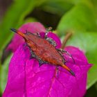 Faszination Regenwald ! Stachelspinne sp, Borneo 2016