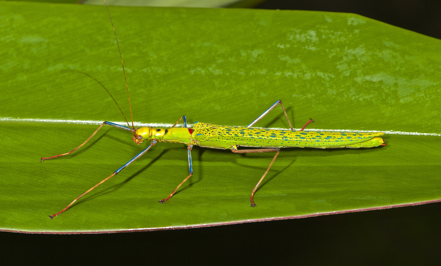 Faszination Regenwald ! Stick Insect, Calvisia punctulata, Mulu-Nationalpark Borneo