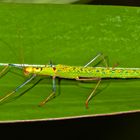 Faszination Regenwald ! Stick Insect, Calvisia punctulata, Mulu-Nationalpark Borneo