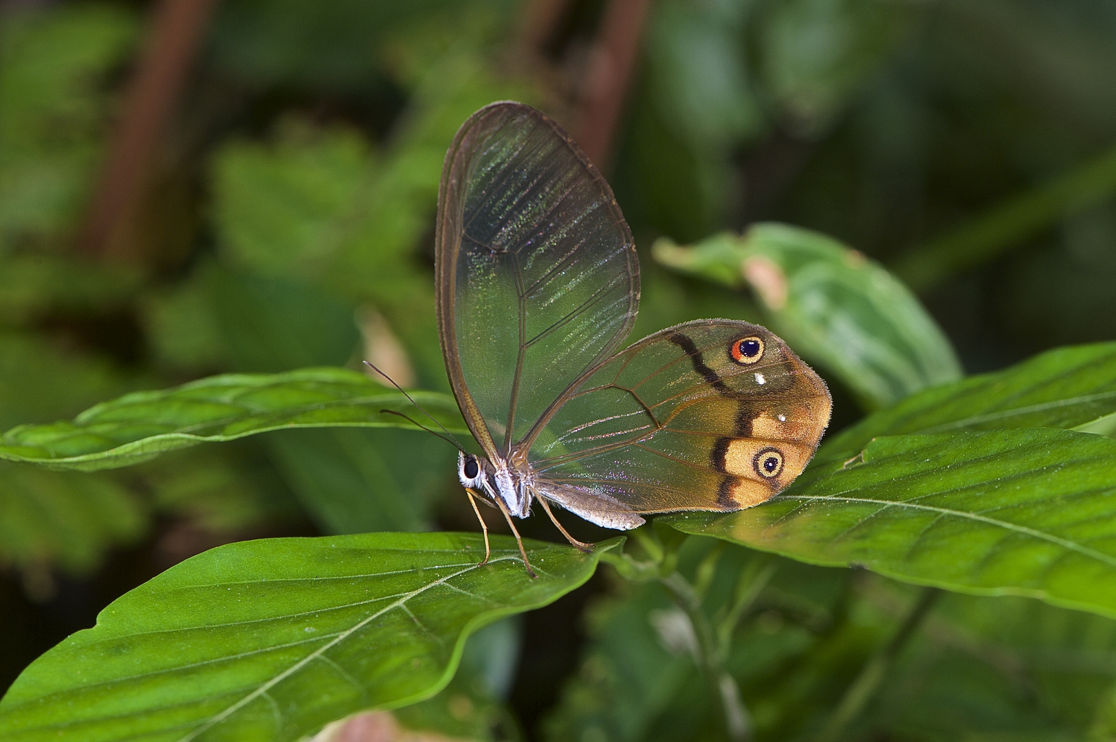 Faszination Regenwald! Tagfalter,Haetera piera aus dem tiefen,dunklen Bergregenwald von Peru