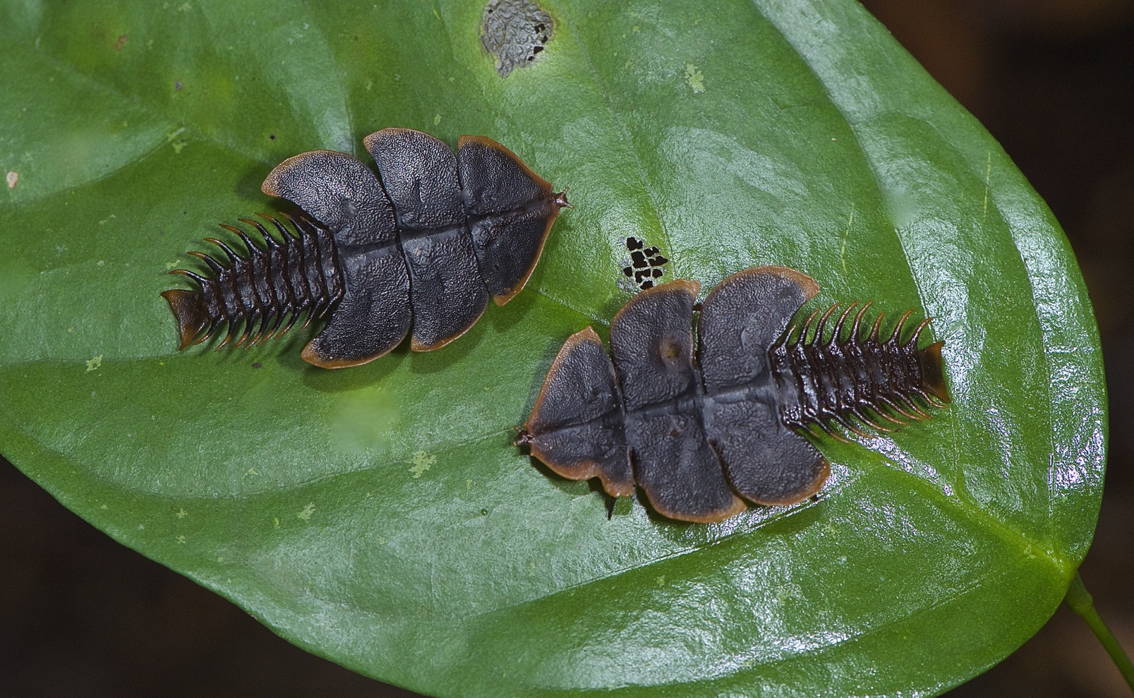 Faszination Regenwald ! Trilobit käfer sp, Lycidae, Duliticola sp, Santubong Borneo