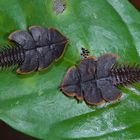 Faszination Regenwald ! Trilobit käfer sp, Lycidae, Duliticola sp, Santubong Borneo