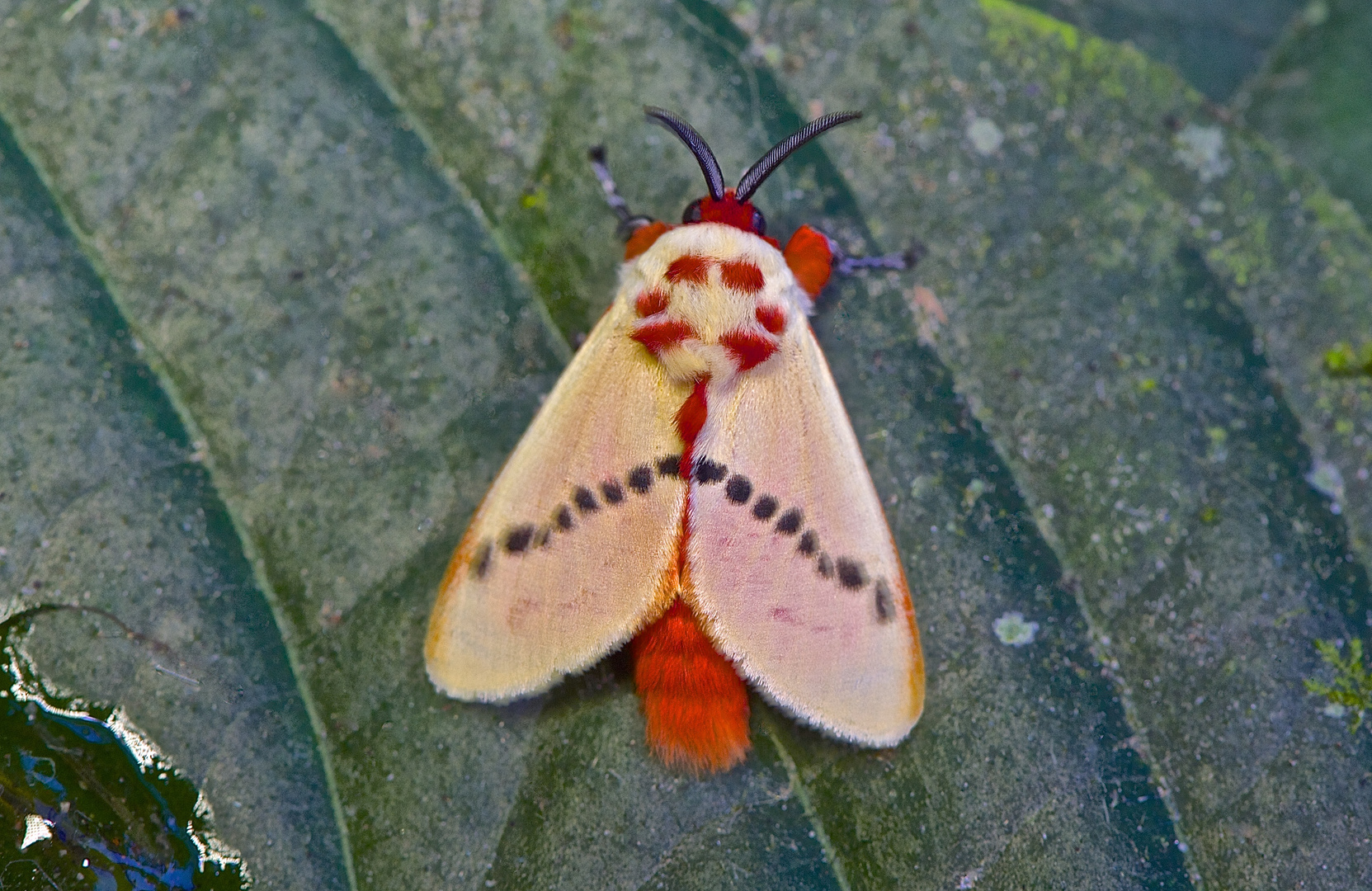 Faszination Regenwald! Trosia nigropunctigeria, Mindo-Nambillo-Nationalpark Ecuador