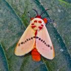 Faszination Regenwald! Trosia nigropunctigeria, Mindo-Nambillo-Nationalpark Ecuador